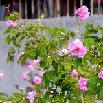 roza_cvetove